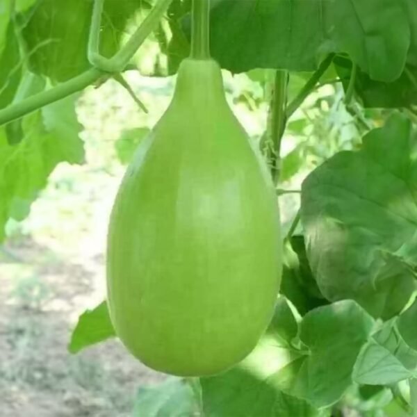Bottle Gourd (Lauki / Ghiya) Oval Round Seeds