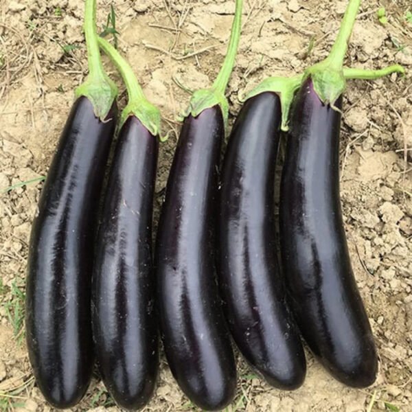 Brinjal Dark Black Long F1 Hybrid Seeds