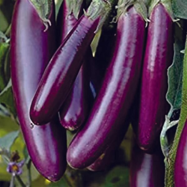 Brinjal Purple Long Seeds