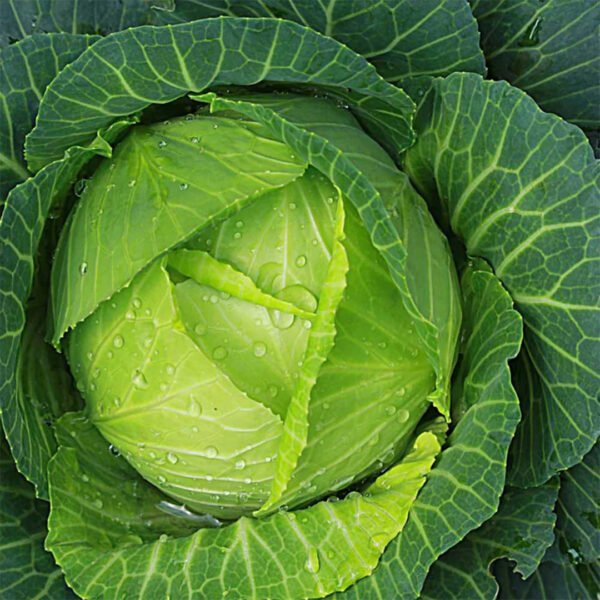 Cabbage Seeds For Organic Gardening