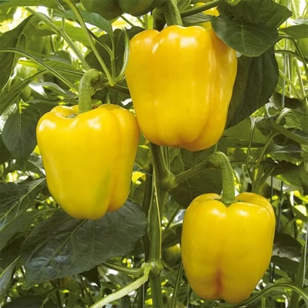 Capsicum Yellow (Pili Shimla Mirch) Seed F1 Hybrid