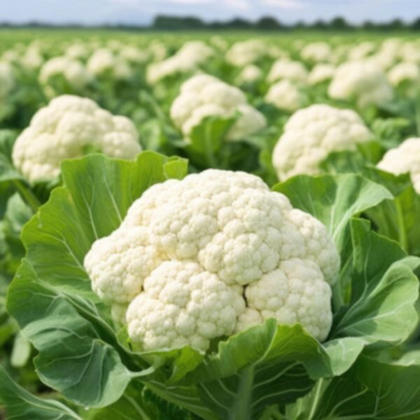 Cauliflower Seeds Hybrid