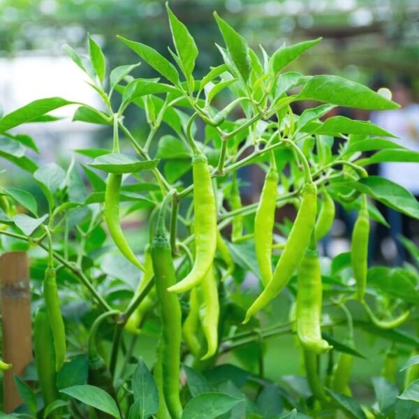 Chilli (Mirch) F-1 Hybrid Seeds
