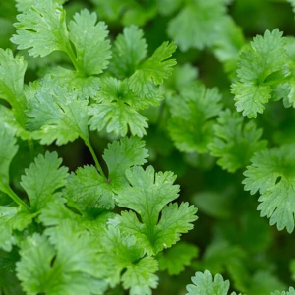 Coriander (Dhaniya) Seeds Hybrid