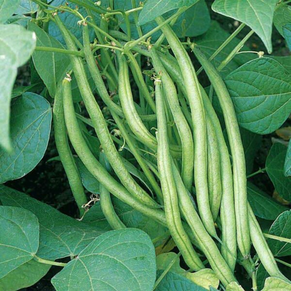 French Beans Seeds F1 Hybrid