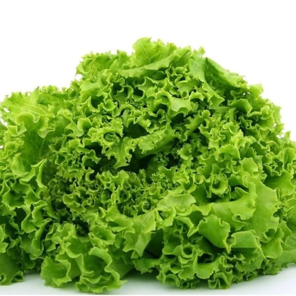 Lettuce Iceberg Seeds