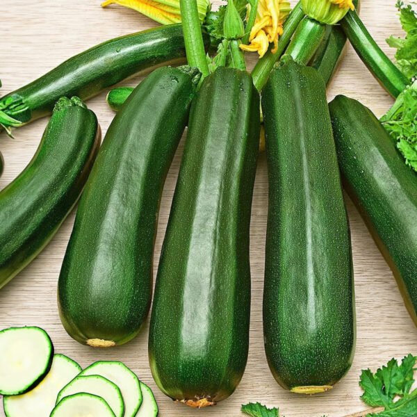 Long Squash Zucchini(Green)