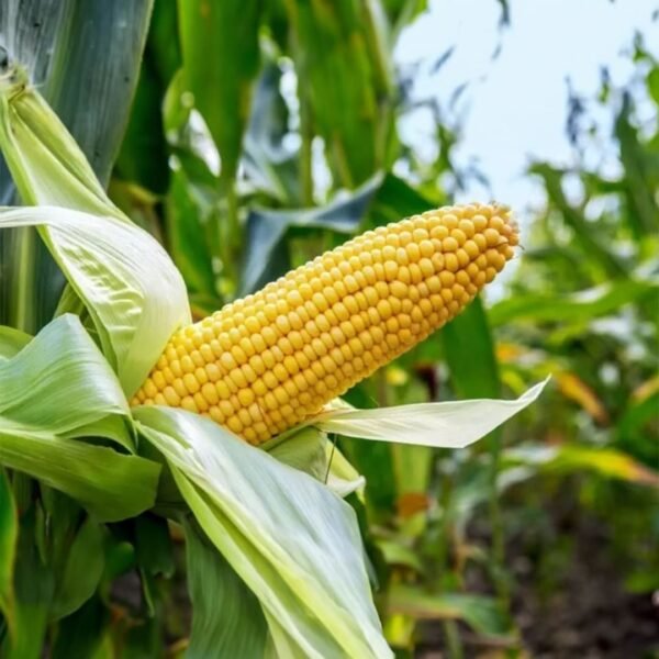 Maize (corn) seeds