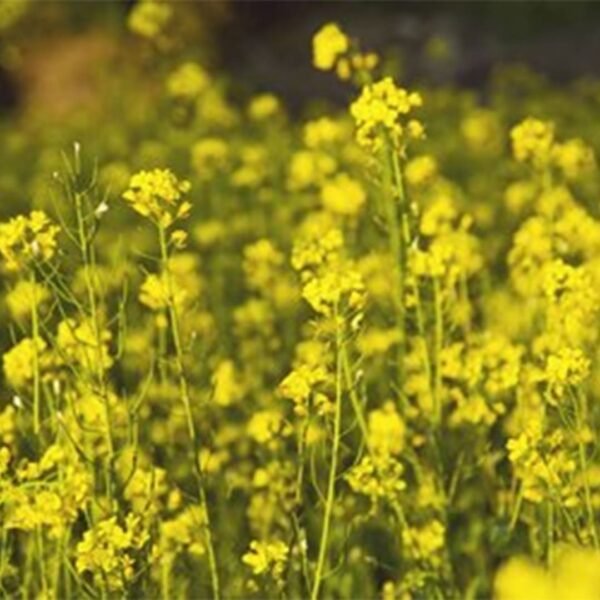 Mustard (Sarson) Seeds