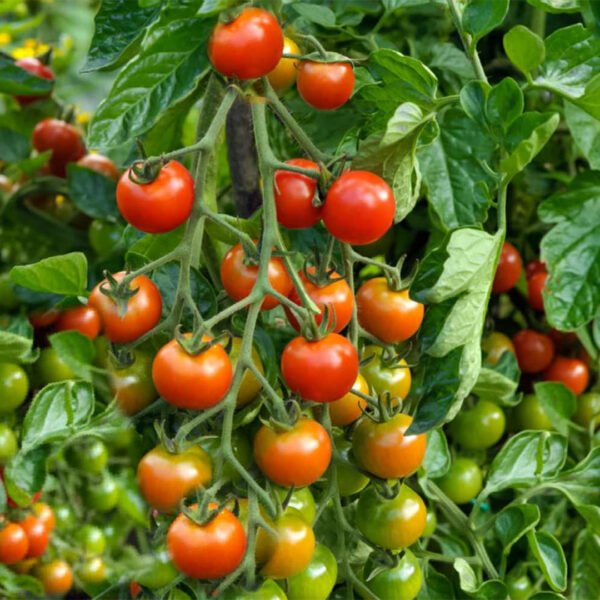 Tomato F1 Hybrid Seeds