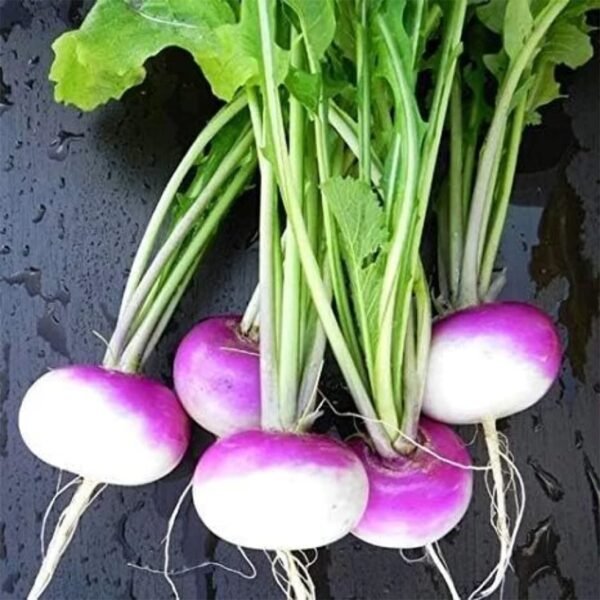 Turnip (Shaljam) Seeds