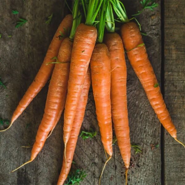 Yellow Carrot Seeds
