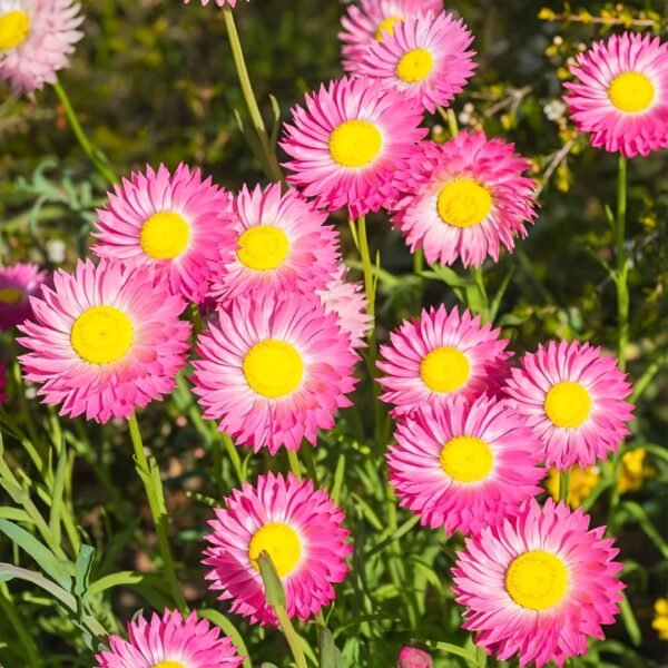 Acroclinium Double Mix Seeds