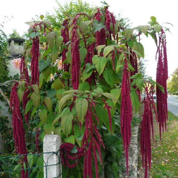Amaranthus  Love lies mix seeds