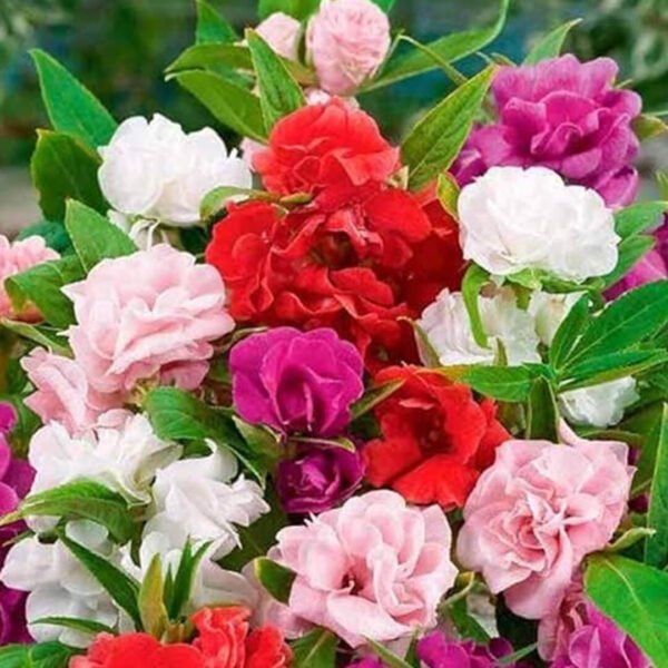 Balsam Tom Thumb Mix Seeds