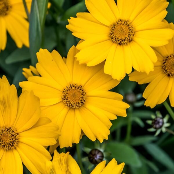 Coreopsis  seeds