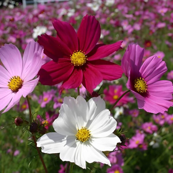 Cosmos Sensation Mixed Seeds