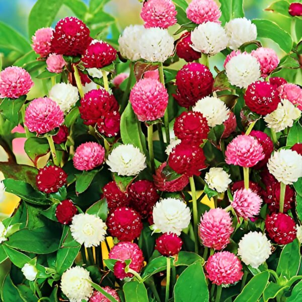 Gomphrena Choice Mixed Seeds