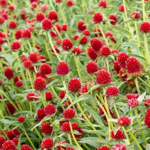 Gomphrena Globes (Strawberry Field)