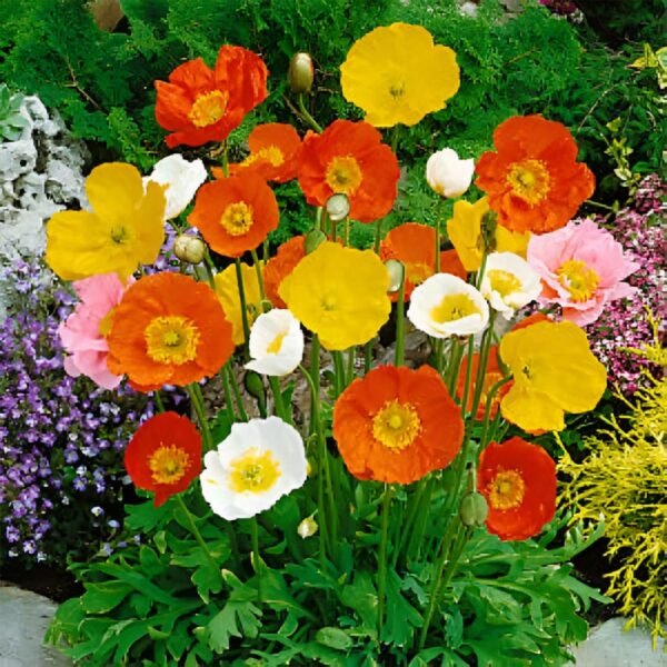Ice land poppy mix seeds