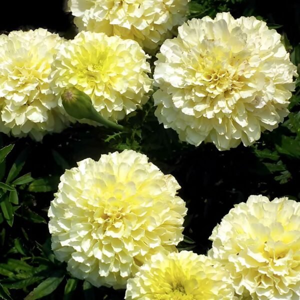Marigold Double White Seeds