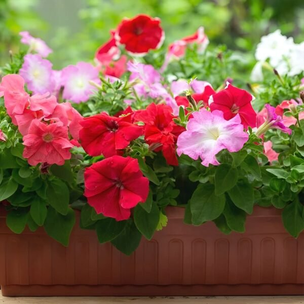 Petunia Dwarf Stars Mix Seeds