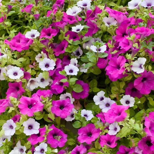 Petunia Mix Seeds