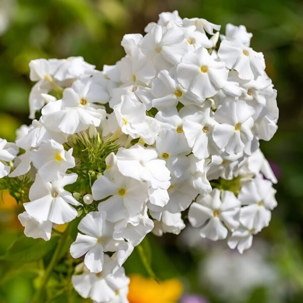 Phlox Beauty Dwarf White Seeds