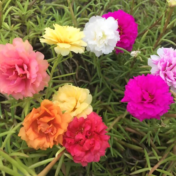 Portulaca Grandiflora (Moss Rose) Double Mix Seeds