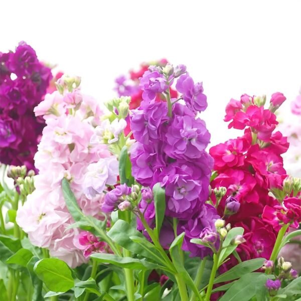 Stock Mixed Color Flower Seeds