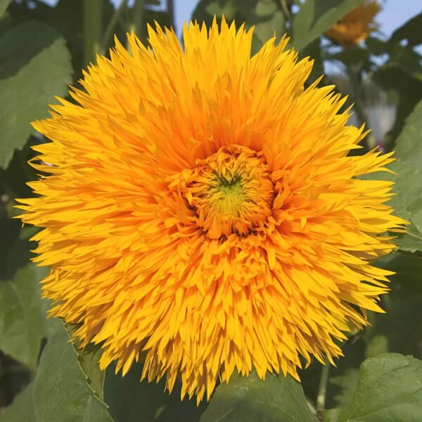 Sunflower Double Flowered Seeds