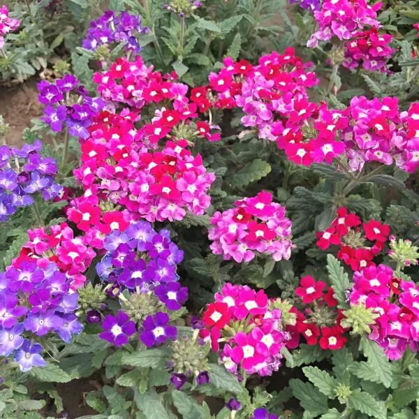 Verbena  Mix Seeds