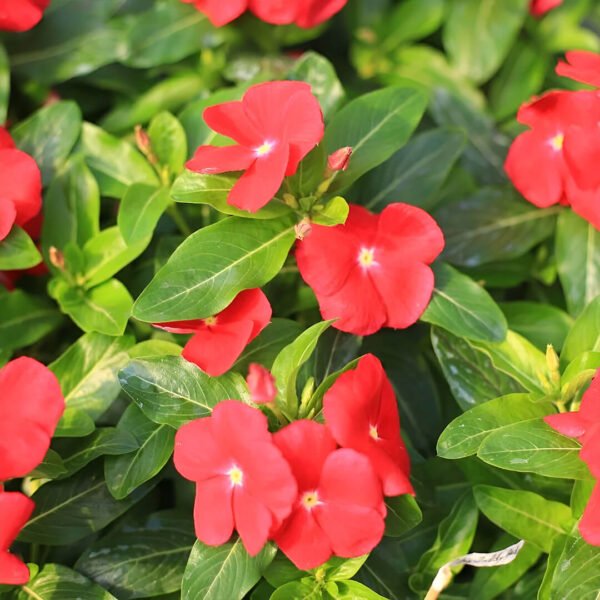 Vinca Mix Seeds (Sadabahar)