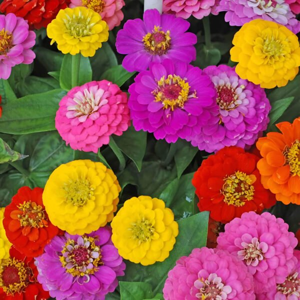 Zinnia Lilliput Mixed Color Seeds