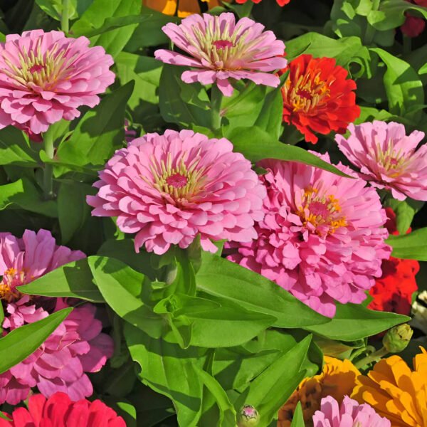 Zinnia Mix Color Flower Seeds