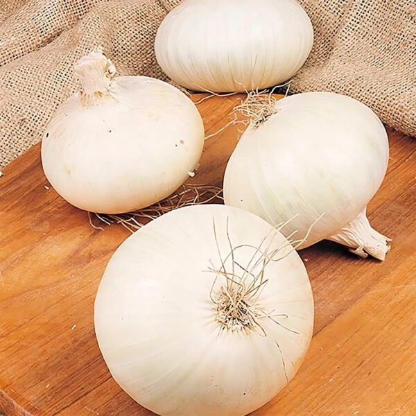 White Onion Seeds