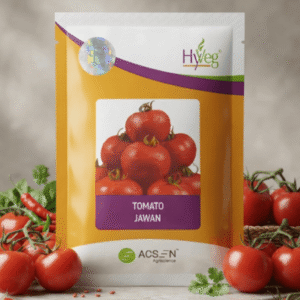 Acsen Hyvej  F1 Hybrid Jawaan Tomato (10 GM)