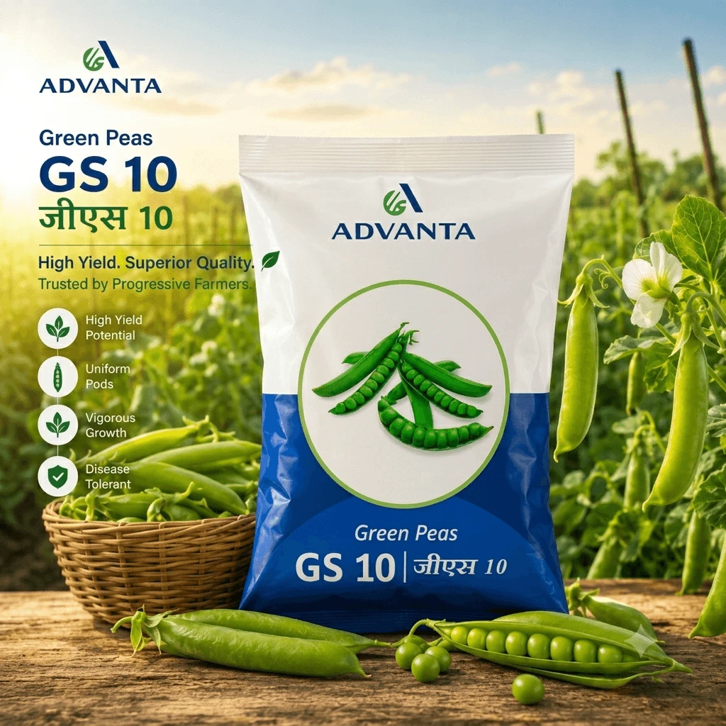 GS-10 Peas Advanta (1 Kg) - Image 2