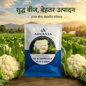 GS 85 Improved Cauliflower F1 Hybrid Advanta(10 GM)