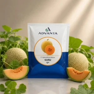 Guru Muskmelon F1 Hybrid Advanta (50 GM)