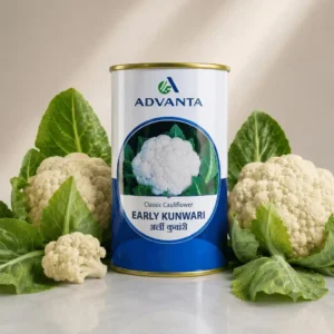 Early Kunwari Cauliflower F1 Hybrid Advanta (250 GM)