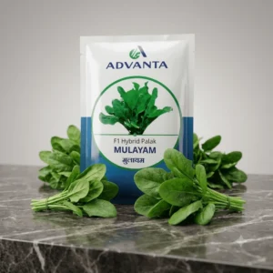 Mulayam Palak F1 Hybrid Advanta (50 GM)
