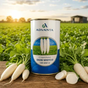 Snow White 61 F1 Hybrid Advanta (100 GM)