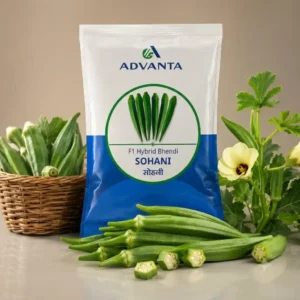 Sohani Okra F1 Hybrid Advanta (250 GM)