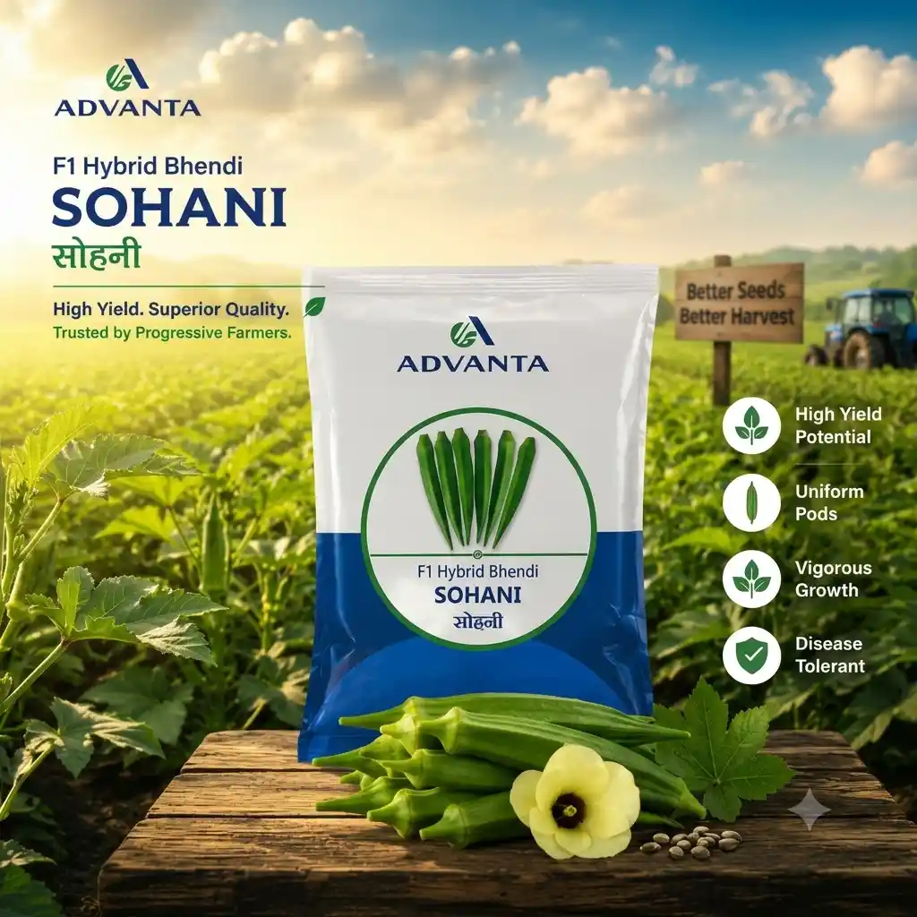 Sohani Okra F1 Hybrid Advanta (250 GM) - Image 2