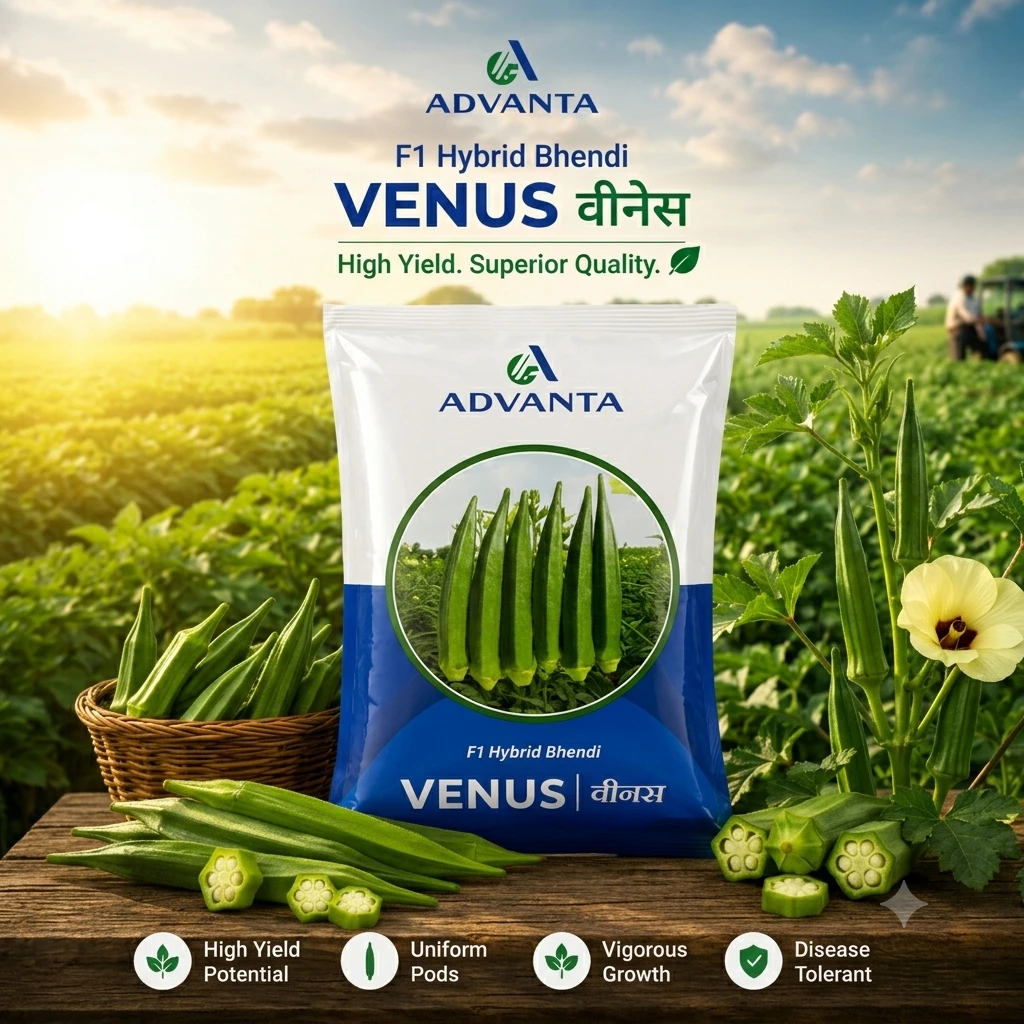 Venus Okra F1 Hybrid Advanta (250 GM) - Image 2