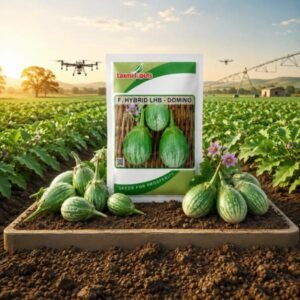 Domino Brinjal F1 Hybrid Laxmi Inputs (10 GM)