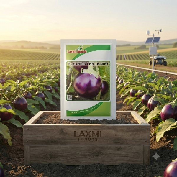 Kairo Brinjal F1 Hybrid Laxmi Inputs (10 GM) - Image 2