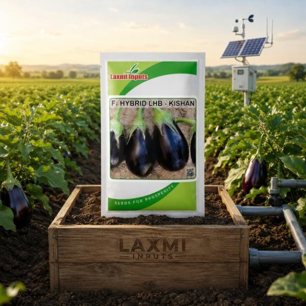Kishan Brinjal F1 Hybrid Laxmi Inputs (10 GM) - Image 2