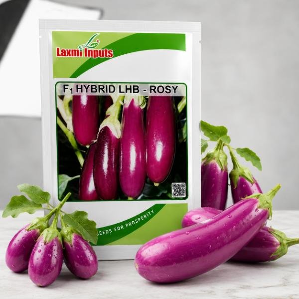 LHB-Rosy Brinjal F1 Hybrid Laxmi Inputs (10 GM) - Image 2